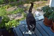 Morten 24 juli 2021 - Besøk av katten på verandaen, det var faktisk koselig