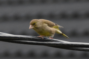 Morten 25 mai 2021 - Grønnfinken på Høyenhall, den har noen rester på nebbet den og