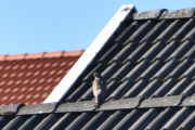 Morten 25 september 2021 - Spurvehauken over Høyenhall, den var 5 meter unna meg og så tar jeg bilde her