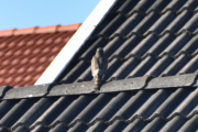 Morten 25 september 2021 - Spurvehauken over Høyenhall, men nå snur den ryggen til meg, så farlig er jeg - men bare vent du...