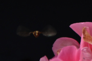 Morten 26 juni 2021 - Blomsterflue på Høyenhall, et helikopter har jeg hatt rett imot meg, men en Blomsterflue - nei