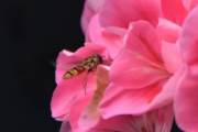 Morten 26 juni 2021 - Blomsterflue på Høyenhall, ble kanskje litt for voldsomt dette her