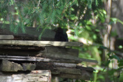 Morten 26 juni 2021 - En sort fugl på Hvitsten, de har så mange gjemmesteder her ute på hytta