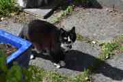 Morten 27 august 2021 - En katt på Høyenhall, er du på besøk da...