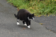 Morten 27 juli 2021 - Katten på Høyenhall, du må ikke tro at jeg ikke ser deg