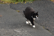 Morten 27 juli 2021 - Katten på Høyenhall, jeg er overalt :-)