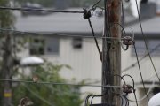 Morten 27 juni 2021 - Ekornene på Høyenhall, både spurvene og skjærene vil holde seg i nærheten når de klatrer i stolpen