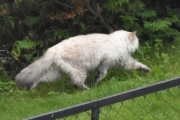 Morten 27 juni 2021 - En katt på Høyenhall igjen