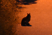 Morten 27 juni 2021 - En katt på Høyenhall, må innrømme at jeg satt litt sent oppe etter turen på hytta, dette var på natten