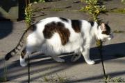 Morten 28 mai 2021 - Katten på Høyenhall