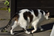 Morten 28 mai 2021 - Katten på Høyenhall