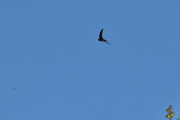 Morten 28 mai 2021 - Svaler over Høyenhall, blir litt som å følge fly, men det flyr et helikopter bak