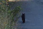 Morten 29 august 2021 - En katt på Høyenhall, den har jeg sett før