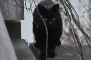 Morten 3 mai 2021 - En katt på Høyenhall
