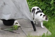 Morten 31 mai 2021 - Katten på besøk i hagen på Høyenhall
