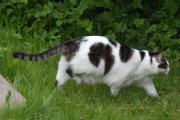 Morten 31 mai 2021 - Katten på besøk i hagen på Høyenhall