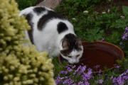Morten 31 mai 2021 - Katten på besøk i hagen på Høyenhall, men er vi tørste så blåser vi i Koronaavstanden :-)
