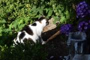Morten 4 august 2021 - Katten på Høyenhall, men den for ikke tak i en eneste fugl