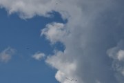 Morten 4 august 2021 - Minst 10 fugler og et fly over Høyenhall, men alle er for langt unna