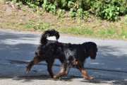 Morten 4 juni 2021 - En løshund på Høyenhall, jeg bare tuller, det er hunden til naboen som tar seg en egen tur