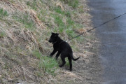 Morten 4 mai 2021 - En hund på Høyenhall, ikke uvanlig at en hund lukter her