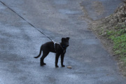 Morten 4 mai 2021 - En hund på Høyenhall, det som er litt uvanlig er dette her