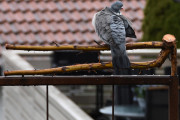 Morten 5 mai 2021 - Ringdua på dobbeltgreinen, så nå for vi bare vente å se