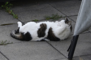 Morten 6 august 2021 - En hvit og sort katt på Høyenhall, deg er det ikke vanskelig og få øye på