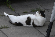 Morten 6 august 2021 - En hvit og sort katt på Høyenhall, du liker deg tydeligvis her