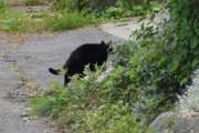 Morten 6 august 2021 - En sort katt på Høyenhall, jeg så deg
