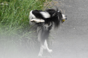 Morten 6 juli 2021 - En hund på Høyenhall, er det en ball den har i munnen?