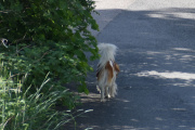 Morten 6 juni 2021 - Løshund på Høyenhall, når en hund går løs er den så lykkelig å glad