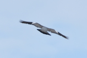 Morten 6 juni 2021 - Når man tar bilde av en Kråke, visste du at Kråka så slik ut når den flyr?
