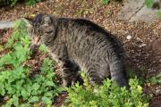 Morten 7 august 2021 - Katten på Høyenhall, jeg skjønner hvorfor de liker seg i hagen vår