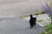 Morten 7 juli 2021 - Katten på Høyenhall, her pleide Rådyret og gå også, men det er lenge siden jeg har sett den