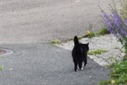 Morten 7 juli 2021 - Katten på Høyenhall