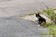 Morten 8 august 2021 - En katt på Høyenhall, jeg ser deg og det har gått litt sport i dette :-)