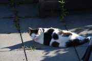 Morten 8 juli 2021 - Katten på Høyenhall