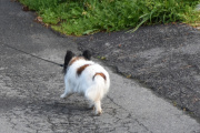 Morten 9 juli 2021 - En liten hund på Høyenhall, kan det være en liten Papillon?