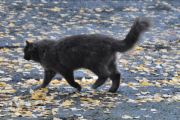 Morten 13 oktober 2022 - En katt på Høyenhall, ble bare katter i dag