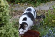 Morten 16 juni 2023 - En katt på Høyenhall, det er ikke bare fuglene som er tørste nå