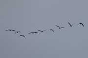 Morten 24 september 2022 - 9 store fugler over Høyenhall, de har retningen mot Østensjøvannet disse også