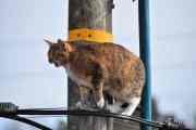 Morten 28 mars 2023 - Katten på Høyenhall, da er det bare å vente til den store katten går sin vei