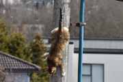 Morten 28 mars 2023 - Katten på Høyenhall, da gjenstår det bare og komme seg ned, og det gikk så bra så