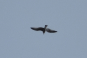 Morten 1 august 2022 - Stor fugl over Høyenhall, men den er litt for høyt oppe i luften
