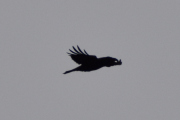 Morten 1 desember 2022 - En fugl over Høyenhall, du ser ut som en kråke, men lager rare lyder