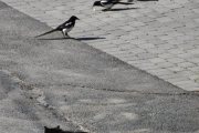 Morten 10 juni 2023 - Katten på Høyenhall, men en katt er en katt, og her kom det en til