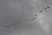Morten 10 oktober 2022 - 19 store fugler over Høyenhall, dem har retning mot Østensjøvannet