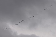 Morten 10 oktober 2022 - 19 store fugler over Høyenhall, dem holder en fin formasjon før de lander