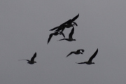 Morten 10 oktober 2022 - 8 store fugler over Høyenhall, og til slutt kom den lille flokken her, hadde samme retningen dem også